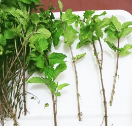 Ilustrasi batang mint yang siap ditumbuhkan menjadi tanaman mint | Dokumentasi pribadi