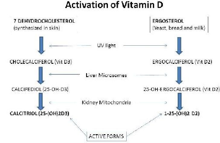 Ilustrasi reaksi aktivasi Vitamin D (Sumber: researchgate.net)
