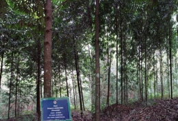 Gambar tegakan tanaman Eboni di Arboretum Kawanua BP2LHK Manado (Sumber : Dokumentasi Pribadi)