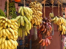 Menurut ilmu pengetahuan modern, buah surgawi bernama pisang ini memiliki banyak kandungan zat yang bermanfaat bagi kesehatan manusia (unsplash.com)