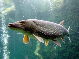 Ikan tombak. Sumber: https://en.wikipedia.org/wiki/Northern_pike#/media/File:Esox_lucius_ZOO_1.jpg