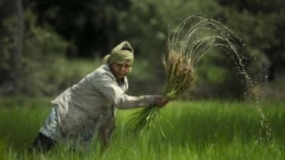 Seorang petani sedang menanam padi. Foto: Shutterstock/Weerapon