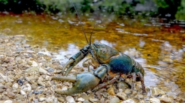 Lobster. Sumber: https://www.abc.net.au/news/2020-07-18/giant-freshwater-crayfish-habitat-conservation-program-tasmania/12467212