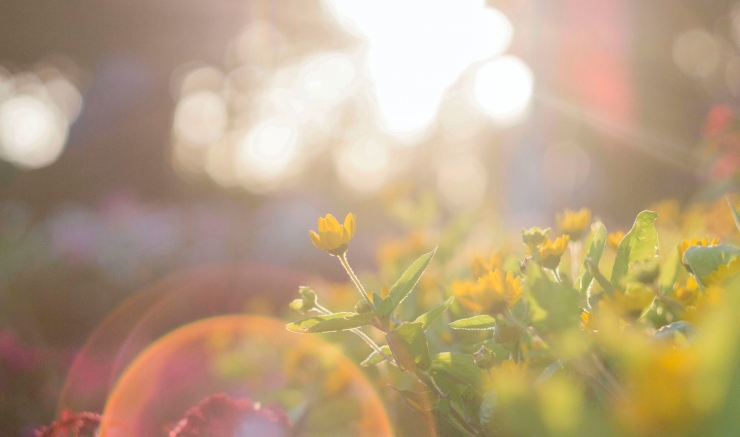 Bunga Kuning di antara sinar matahari. Sumber: Pexel/Foto oleh Dua Chuot