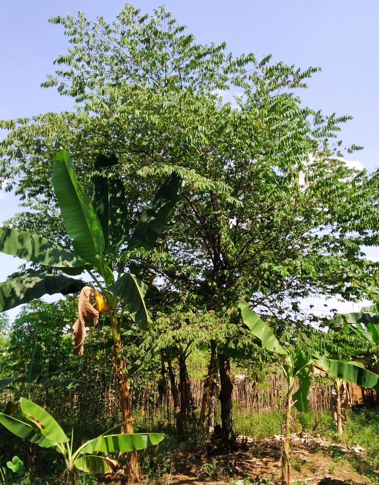 Pohon kersen yang tumbuh di kebun (dok.pri) 