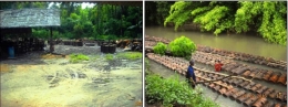 Ilustrasi Pemanfaatan sungai untuk menghilir batang-batang sagu ke tempat industri pengolahan sagu. Sumber: Balar Maluku/Wuri Handoko