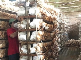 Usaha budidaya jamur yang dimiliki oleh Ibu Umi di Desa Gondosari, Kecamatan Gebog, Kabupaten Kudus