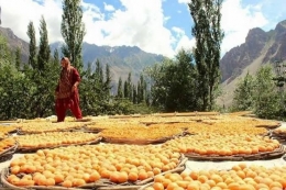 Buah aprikot yang sedang dikeringkan di Lembah Hunza (https://i.pinimg.com)