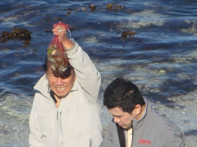 Abalone yang ditangkap (dok pribadi)/ foto : suami dan putera kami Irmansyah Effendi