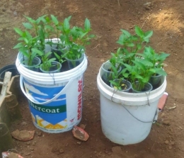 Lele dan tanaman kangkung dalam ember