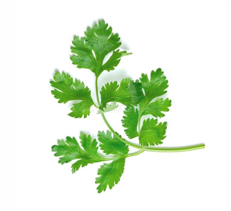 https://www.dreamstime.com/leaf-coriander-cilantro-isolated-white-background-green-leaves-pattern-leaf-coriander-cilantro-isolated-white-image18087484