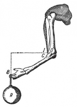 Lengan sebagai pengungkit. Sumber: buku Physics for Entertainment, Book 1, hlm. 47.