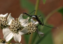 Ilustrasi nyamuk yang menghisap nektar bunga 