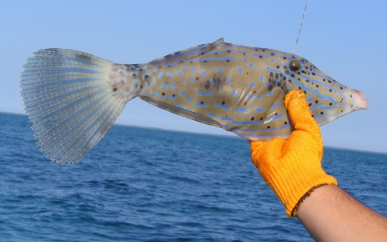 Filefish. Sumber: https://key-west-fishing.link/wp-content/uploads/2019/01/filefish-1080x675.jpg