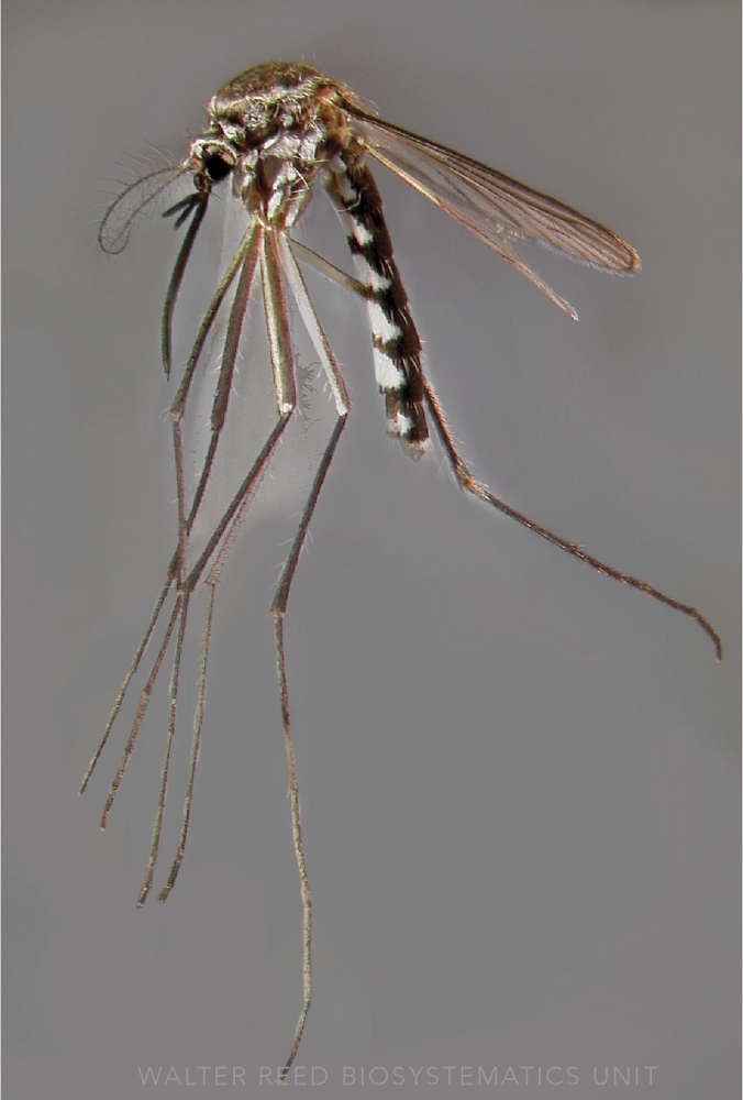 Ilustrasi nyamuk  Armigeres sp (wrbu.si.edu)