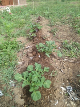 Umbi kentang dan ubi jalar yang ditanam tumbuh kembali di pekarangan (Dokpri) 