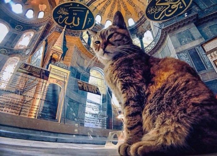 Kucing  memiliki kedudukan yang istimewa sebagai hewan peliharaan umat Islam (instagram/hagiashopiacat)
