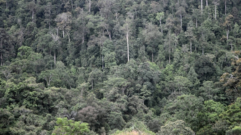 Kawasan hutan primer yang relatif masih utuh di Kabupaten Paser, Kalimantan Timur (Foto: Iwan Setiyawan /Kompas).