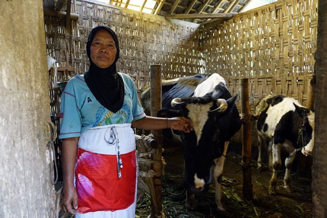 Salah satu peternak sapi di Desa Ngrawan (dokpri)