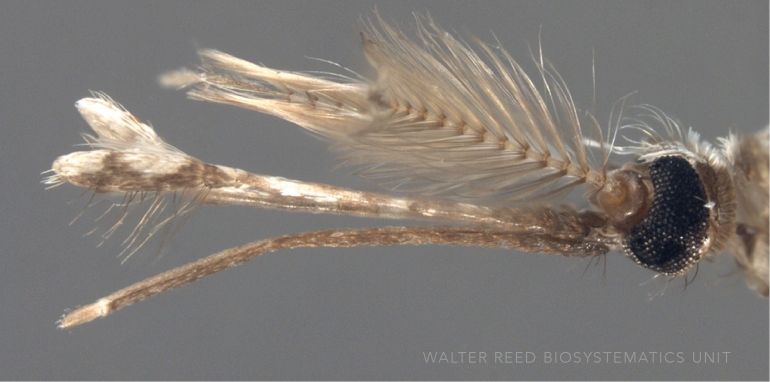 Ilustrasi kepala nyamuk Anopheles sp (wrbu.si.edu)