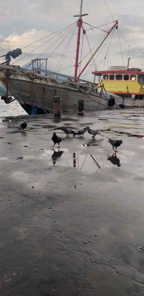 Burung-burung mencari makan di pelabuhan. Dokpri