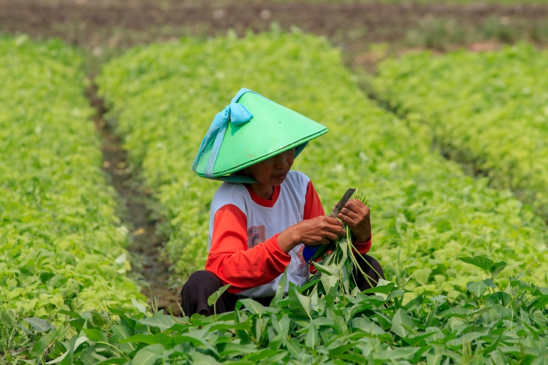 Foto: Kebun Bayam di Tengah Pembangunan Megah Jakarta International