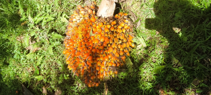 Tandan Buah Segar/dokpri