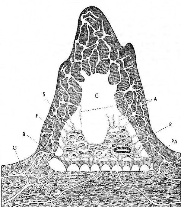 Struktur sarang koloni rayap Macrotermes sp (Sumber: Macrotermes) 