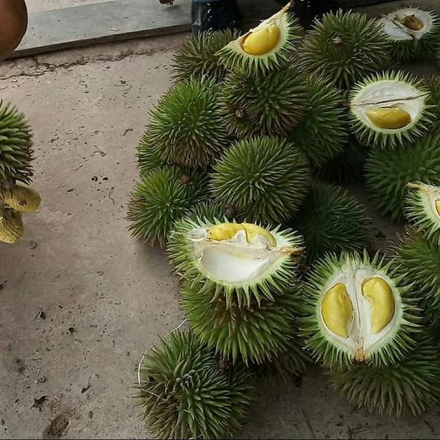 Ilustrasi durian Kalimantan Timur | Foto : Liputan6.com