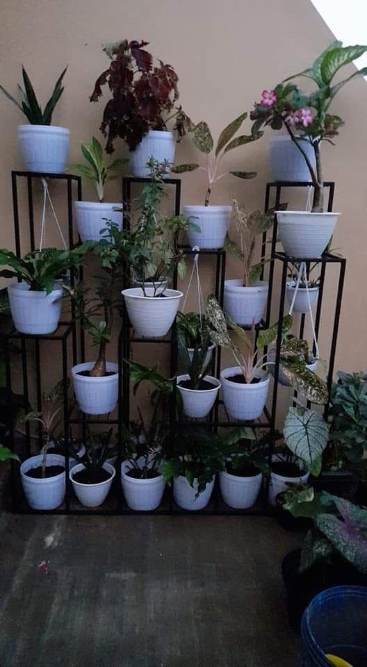 Dokpri: koleksi tanaman milik Ibunda yang tersusun rapi di atas rak hadiah dari Ristanti