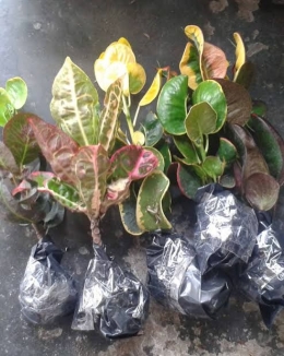 Salah satu packing tanaman hias yang dibeli secara online pada toko online | Sumber: gudangbibitku.com