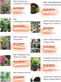 Tangkapan layar beberapa tanaman hias yang dijual secara online oleh toko online di marketplace dan voucher gratis ongkir yang ditawarkan | Dokumentasi pribadi