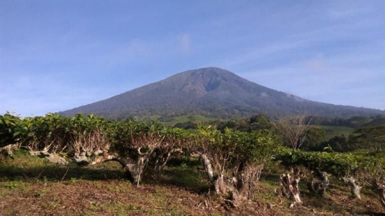 Gunung Dempo dilihat dari kebun teh PTPN VII (Dokumentasi Pribadi)