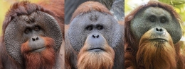 Dari kiri ke kanan : orangutan Sumatra, orangutan Borneo, orangutan Tapanuli (http://www.orangutan.com)