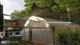 Greenhouse sistem tadah hujan di Wonosobo (dokpri)