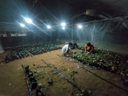 Greenhouse dengan sistem pengatur cahaya (Dokpri)