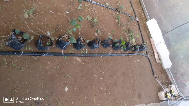 Sistem pengairan tetes (Drip Irrigation) Dokpri