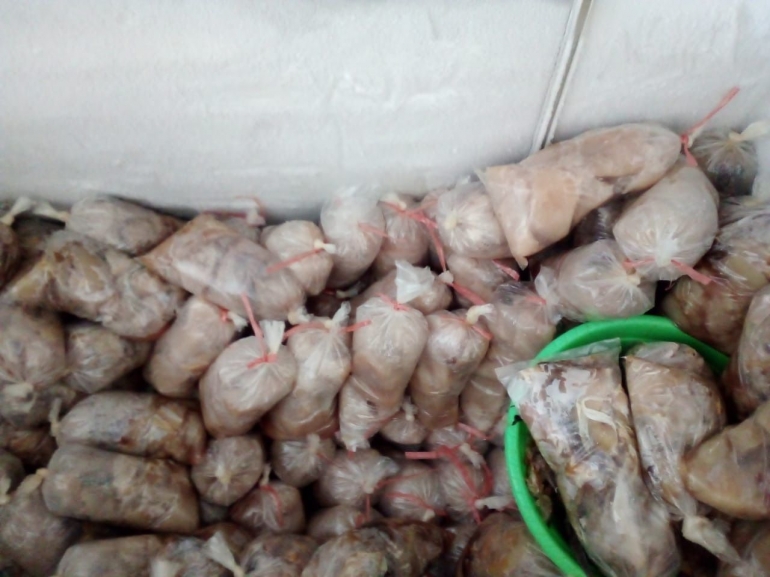 hasil fillet ikan blue marlin