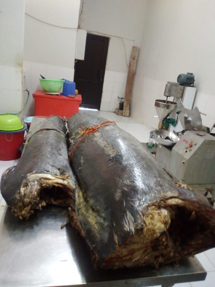 bahan baku sosis ikan blue marlin