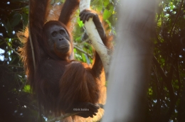 Orangutan si petani hutan. (Foto : Erik Sulidra/YP).