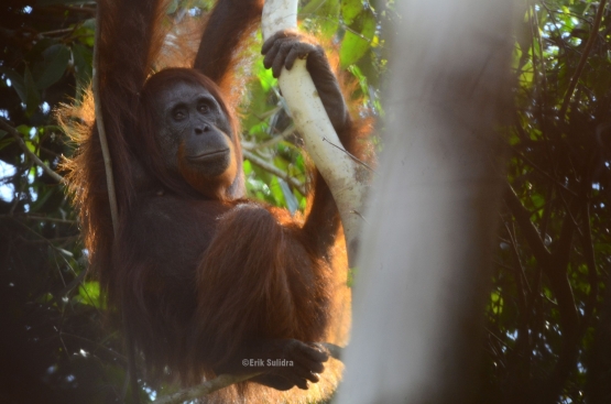 Orangutan si petani hutan. (Foto : Erik Sulidra/YP).