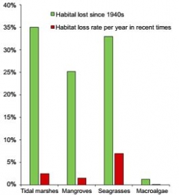 Gambar 1. Grafik kerusakan ekosistem karbon biru setiap tahunnya (Hoegh, 2010)