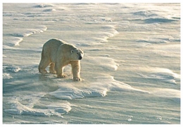 Perjalanan beruang kutub. Sumber: buku Eyewitness: Arctic and Antarctic, hlm. 8.