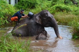 Gajah jinak Teso Nilo (foto Istimewa)