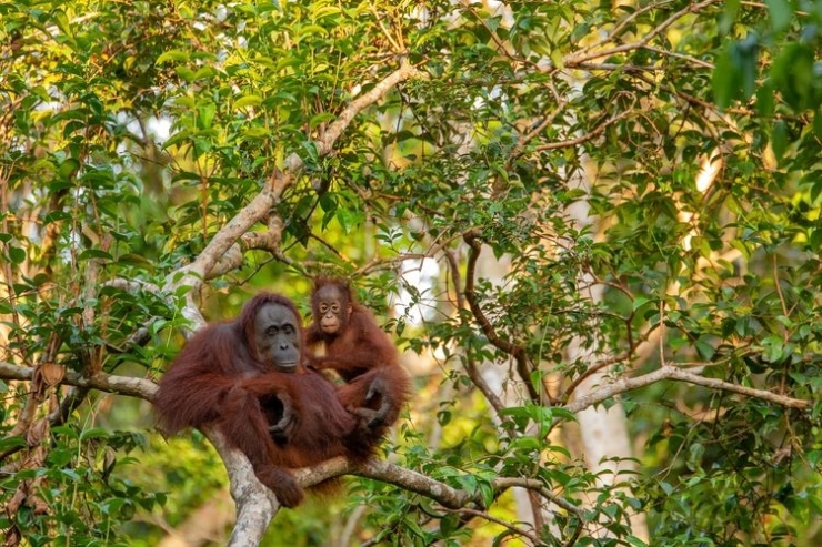 Ilustrasi induk orangutan dan anaknya. Sumber: Pixabay via Kompas.com