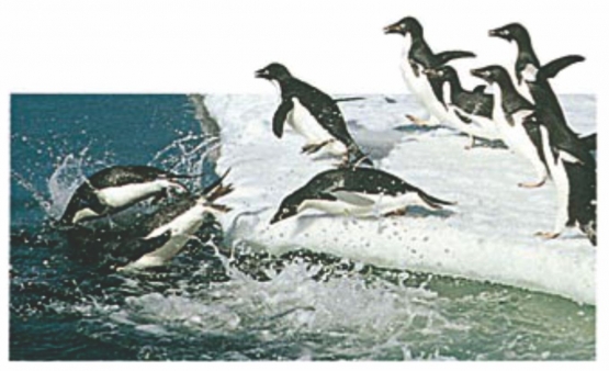 Penguin Antarktika. Sumber: buku Eyewitness: Arctic and Antarctic, hlm. 10.