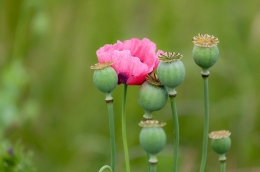 Bunga opium, tanaman sekaligus sumber pendanaan terbesar Taliban (sumber : sakuratucson.com)