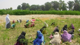 Sektor pertanian menjadi tulang punggung perekonomian Afghanistan. Photo: DW 