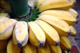 Ilustrasi gambar  pisang kepok https://m.mommyasia.id/8444/article/jangan-sampai-salah-beli-ketahui-perbedaan-pisang-kepok-kuning-putih-y
