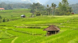 pemandangan sawah yang ada di Desa (sumber: simpeldesa.com)